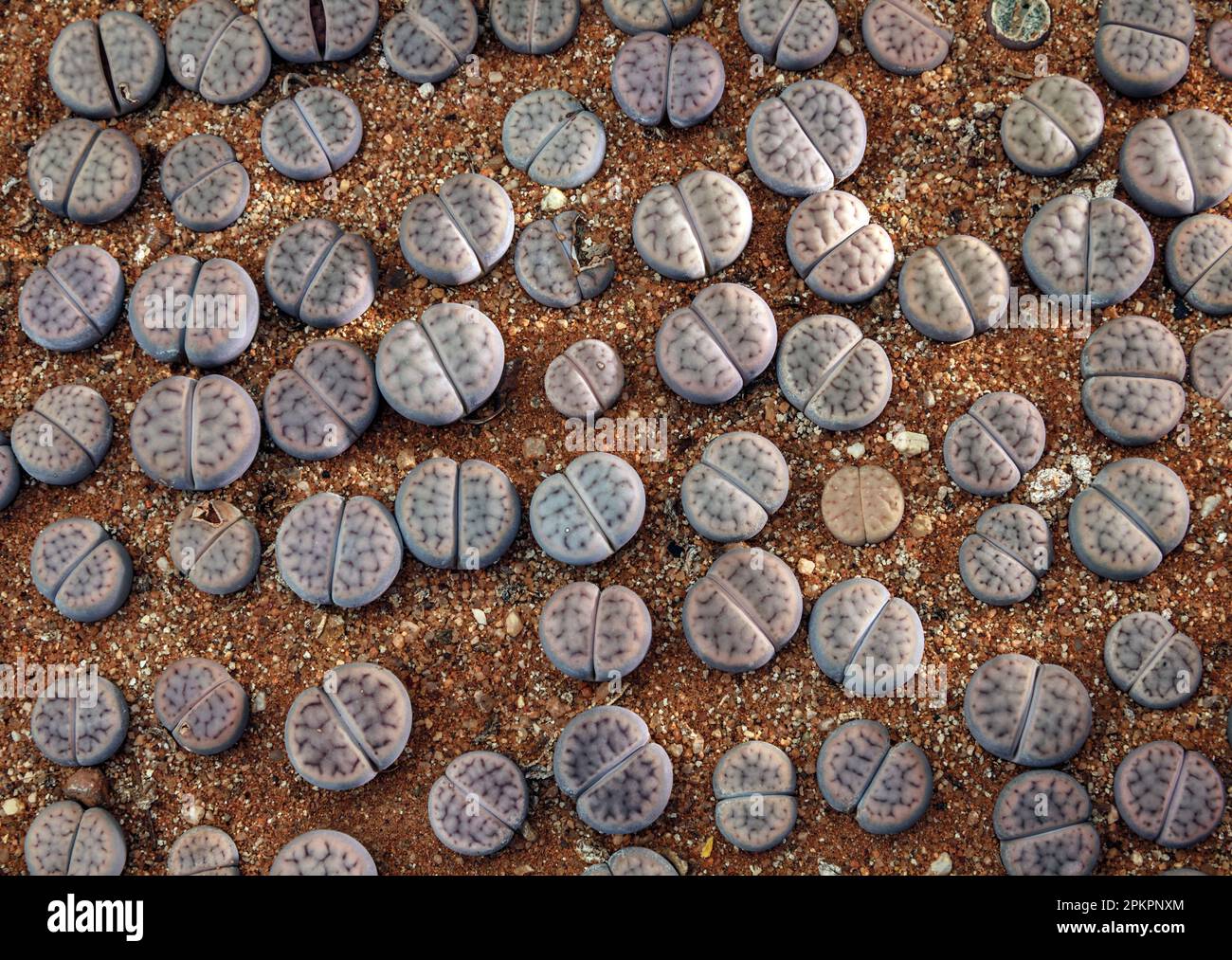 Lithops julii fulleri; piante di pietra; succulente; bottoni; pianta; Namibia; Africa Foto Stock