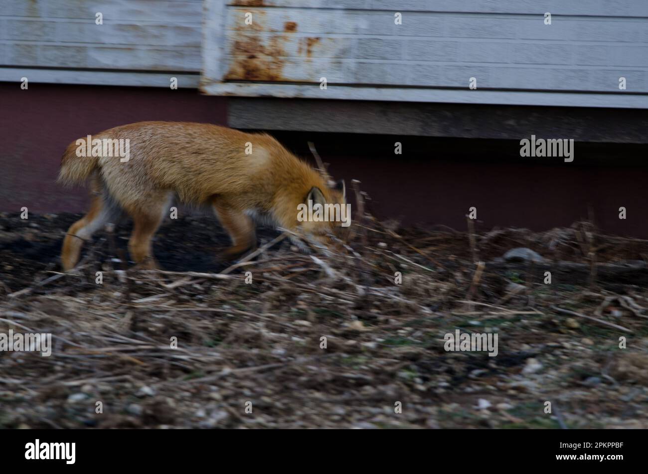 Ezo volpe rossa Vulpes vulpes schrenckii alla ricerca di cibo nei dintorni di una casa. Parco Nazionale di Akan Mashu. Hokkaido. Giappone. Foto Stock