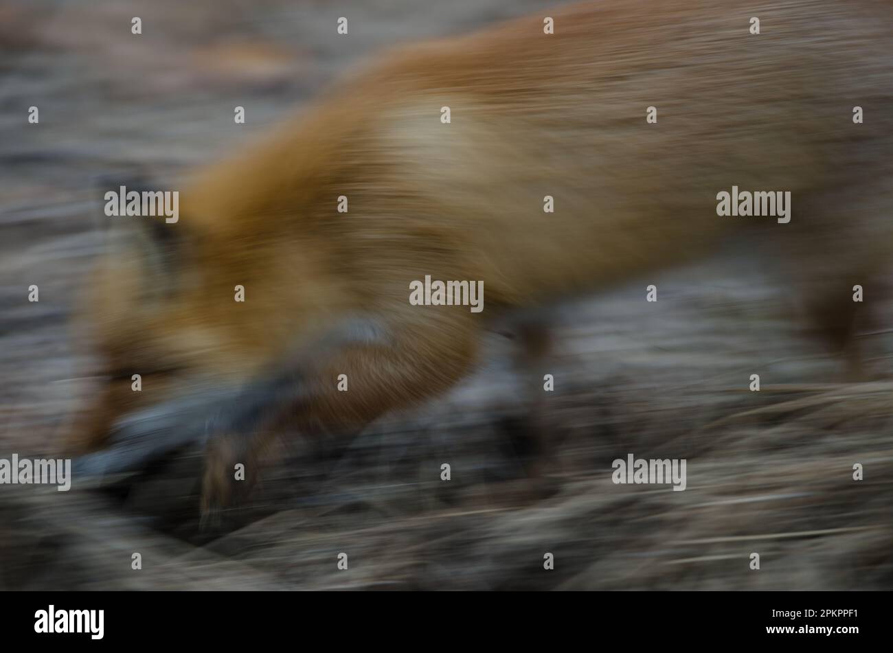 Ezo volpe rossa Vulpes vulpes schrenckii. Sfocatura dell'immagine per suggerire il movimento. Parco Nazionale di Akan Mashu. Hokkaido. Giappone. Foto Stock
