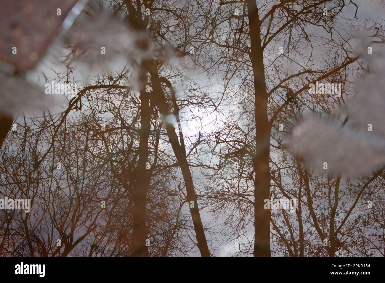 Sagome di alberi, cielo e sole che si riflettono in una pozza in un parco cittadino sullo sfondo delle lastre di pavimentazione della borgogna. Foto Stock