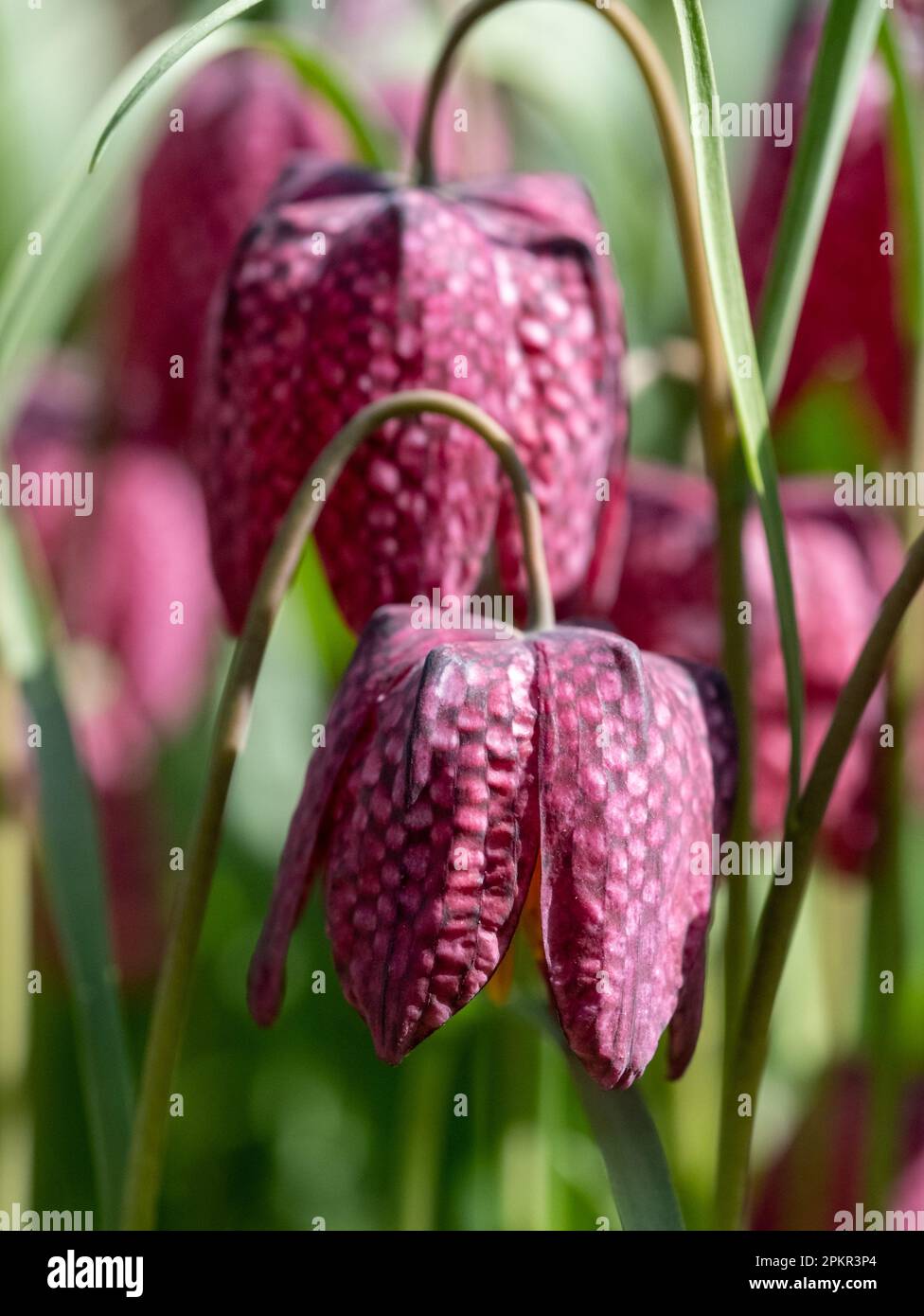 Testa di serpente raro i fiori di melagris del fritillary che crescono selvaggi nell'erba fuori del giardino murato di Eastcote House, London Borough di Hillingdon, Regno Unito. Foto Stock