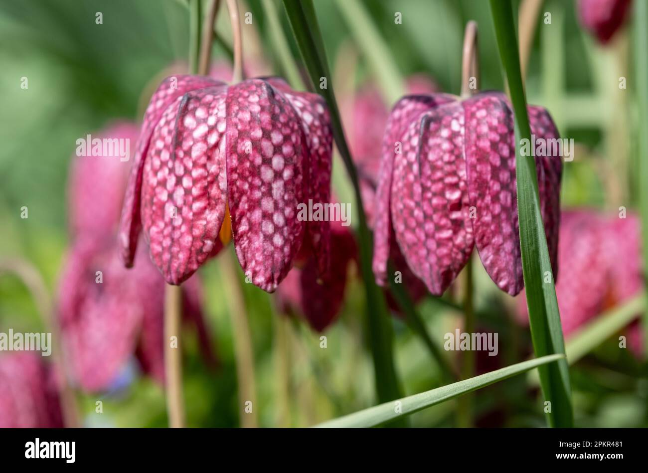 Testa di serpente raro i fiori di melagris del fritillary che crescono selvaggi nell'erba fuori del giardino murato di Eastcote House, London Borough di Hillingdon, Regno Unito. Foto Stock