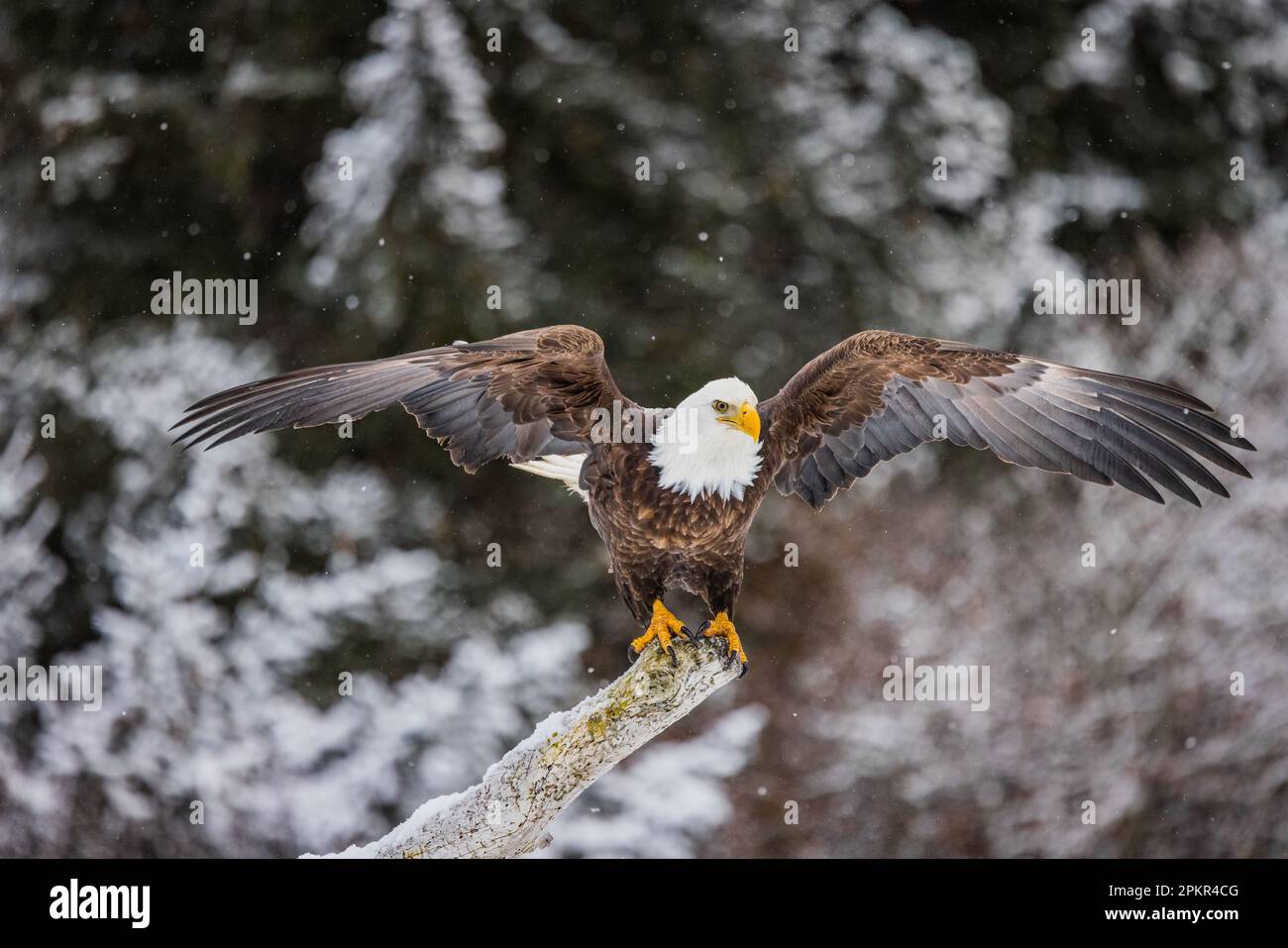 Aquila arroccata su driftwood con le ali sparse preparandosi a volare via. neve foresta coperta in background Foto Stock