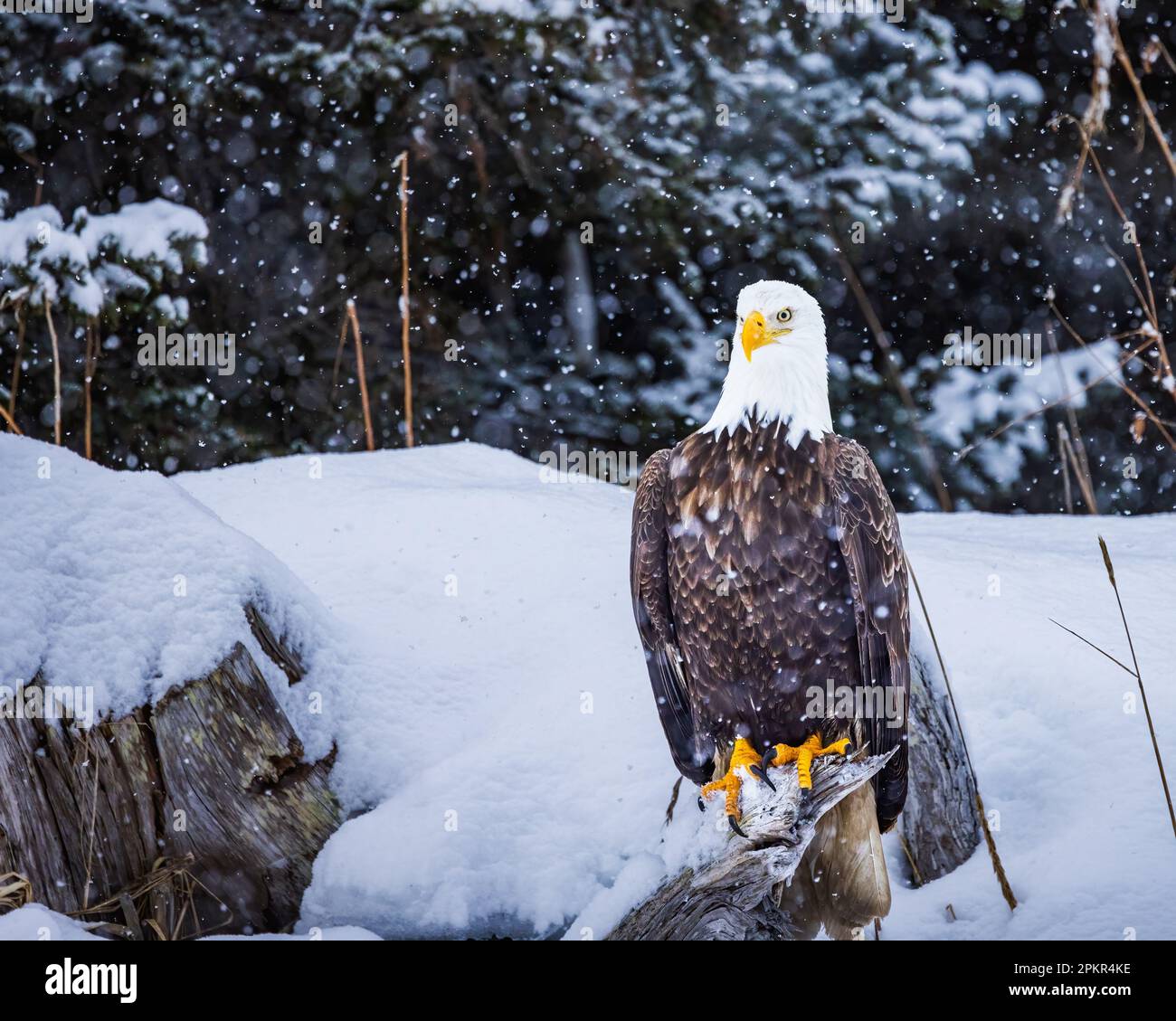 Aquila su un ceppo di albero nella neve che fissava la macchina fotografica Foto Stock