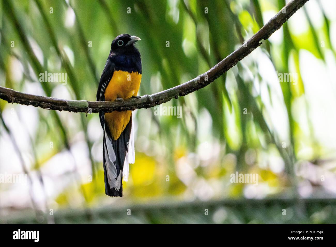 Amazonia Trogon (Trogon ramonianus) nell'Amazzonia peruviana Foto Stock