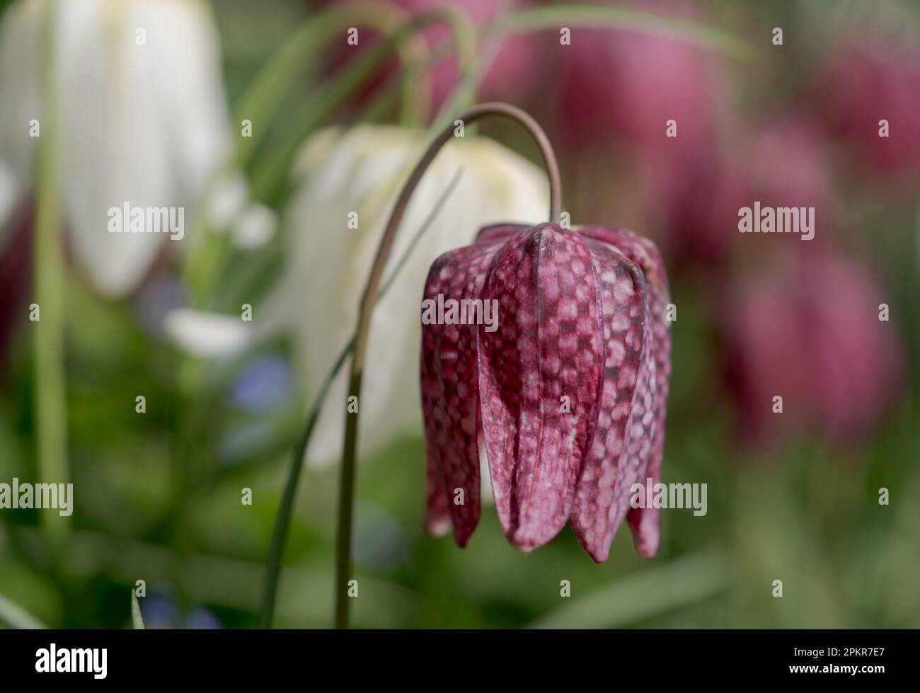 Testa di serpente raro i fiori di melagris del fritillary che crescono selvaggi nell'erba fuori del giardino murato di Eastcote House, London Borough di Hillingdon, Regno Unito. Foto Stock