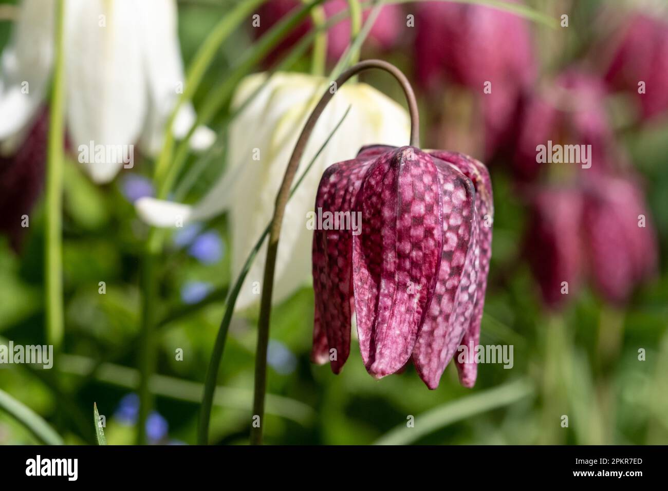 Testa di serpente raro i fiori di melagris del fritillary che crescono selvaggi nell'erba fuori del giardino murato di Eastcote House, London Borough di Hillingdon, Regno Unito. Foto Stock