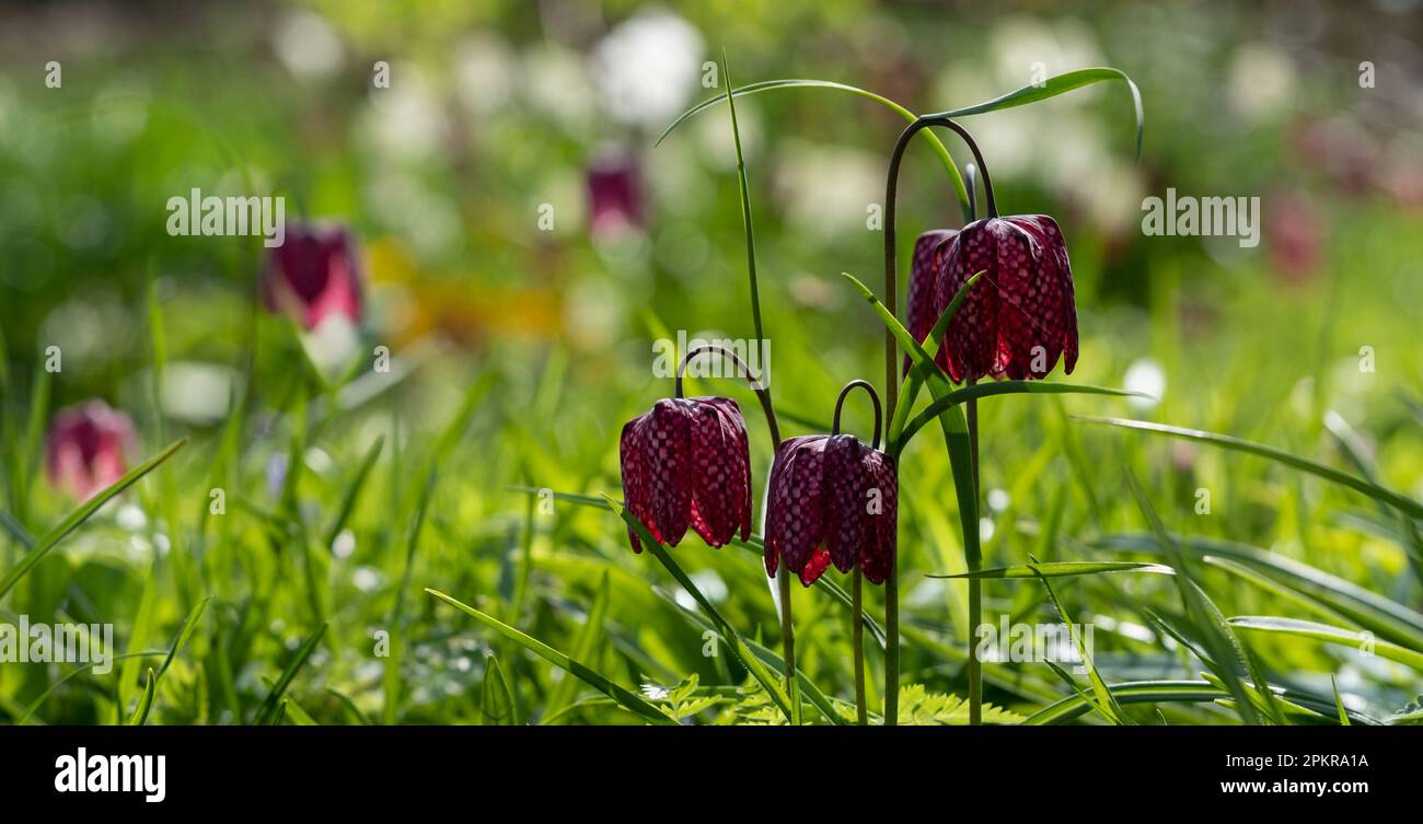 Testa di serpente raro i fiori di melagris del fritillary che crescono selvaggi nell'erba fuori del giardino murato di Eastcote House, London Borough di Hillingdon, Regno Unito. Foto Stock