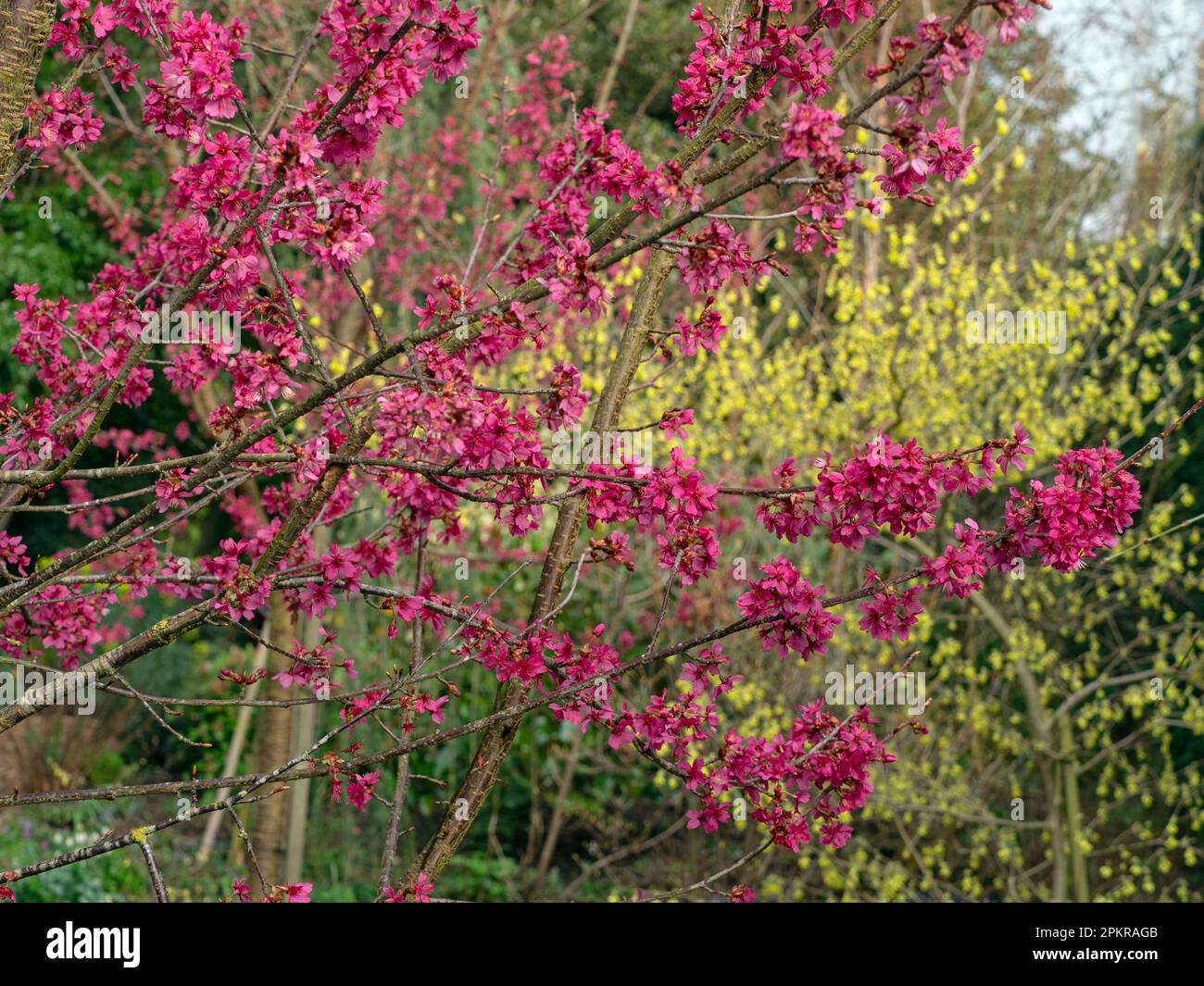 Prunus 'Collingwood Ingram' e Corylopsis pauciflora - Inverno Hazelin fiore all'inizio di aprile Norfolk Foto Stock