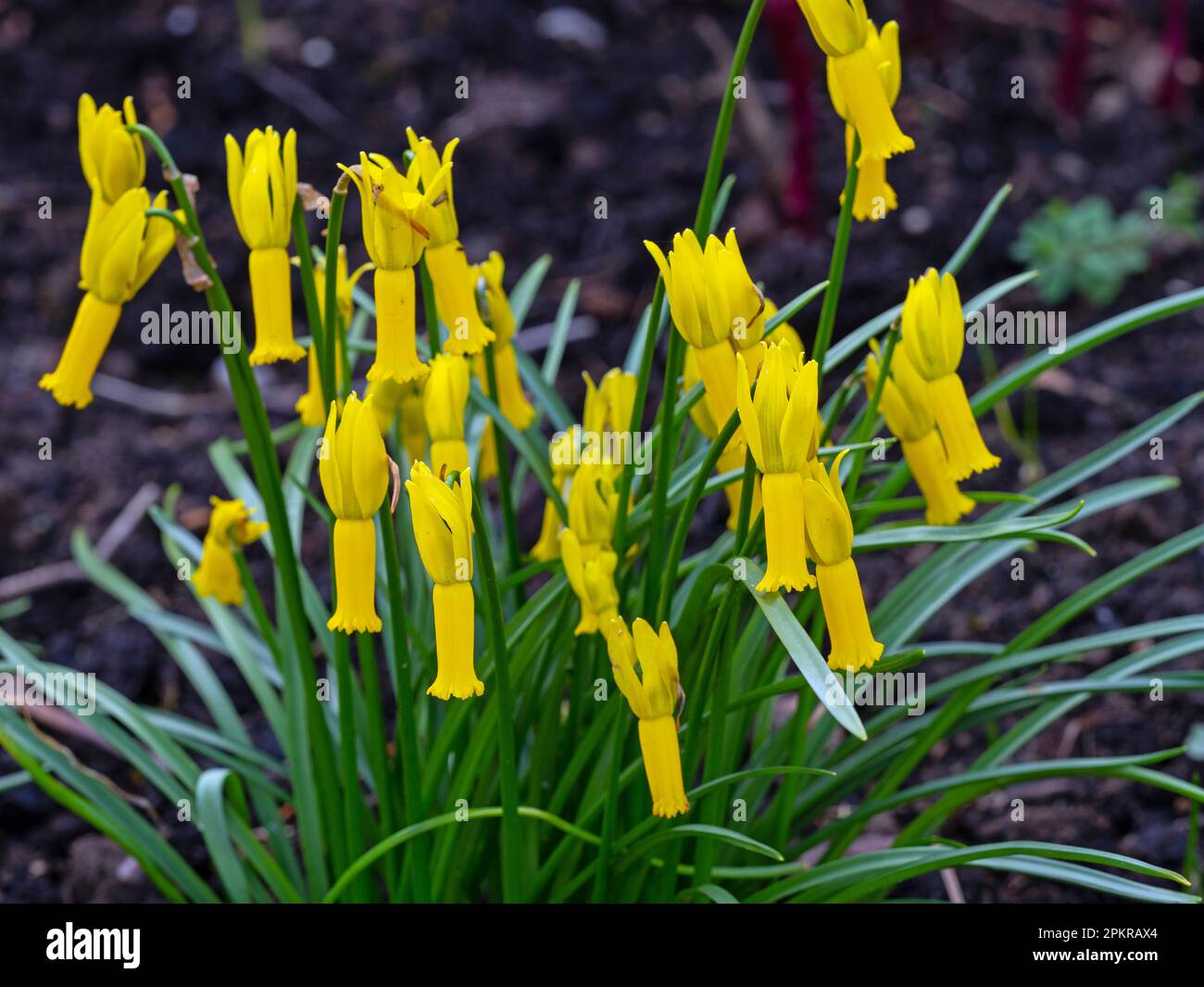 Narcissus Cyclamineus - daffodil a fiori di ciclamino Foto Stock