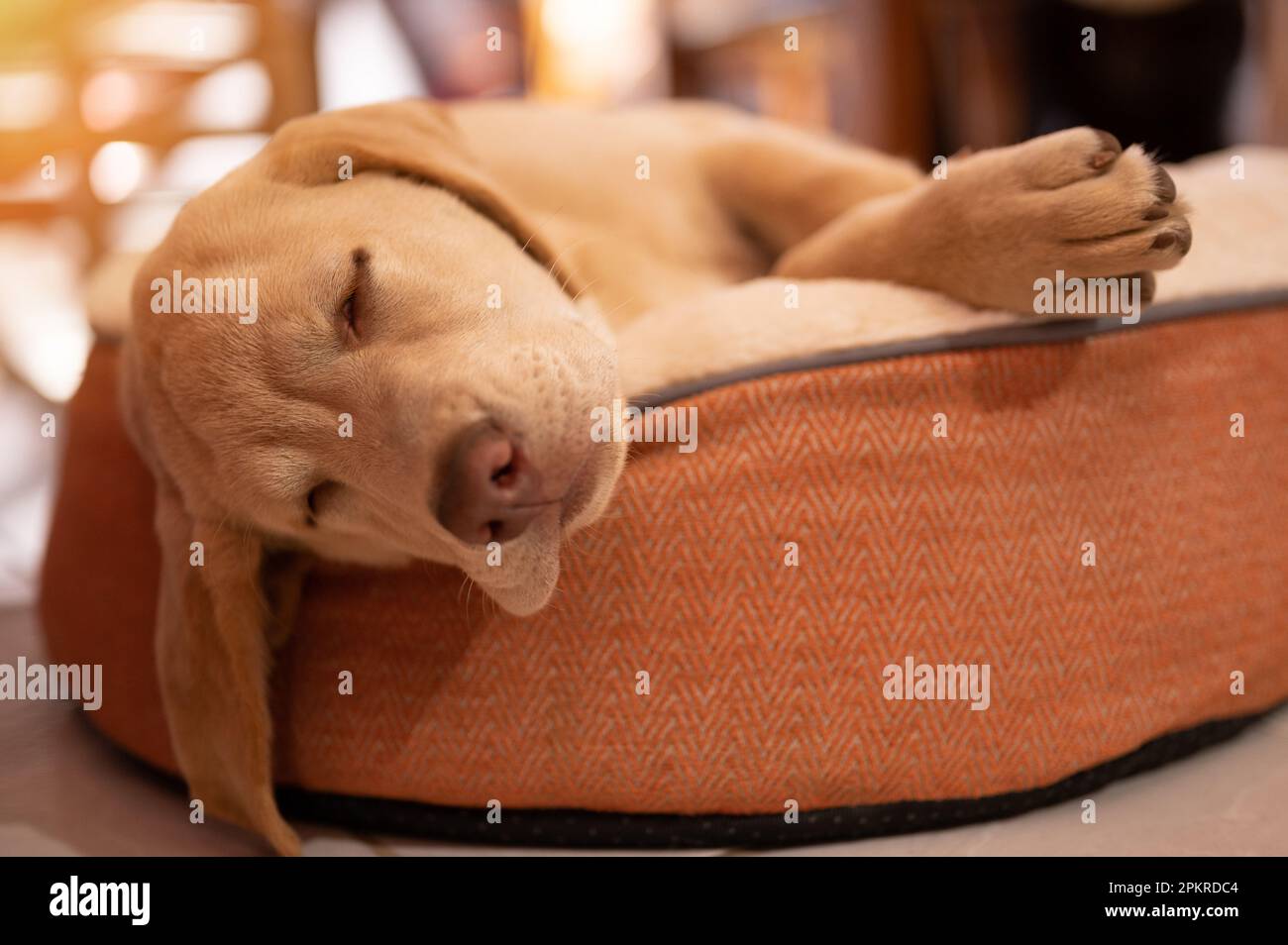 Ritratto del cane labrador addormentato su un lettino morbido Foto Stock