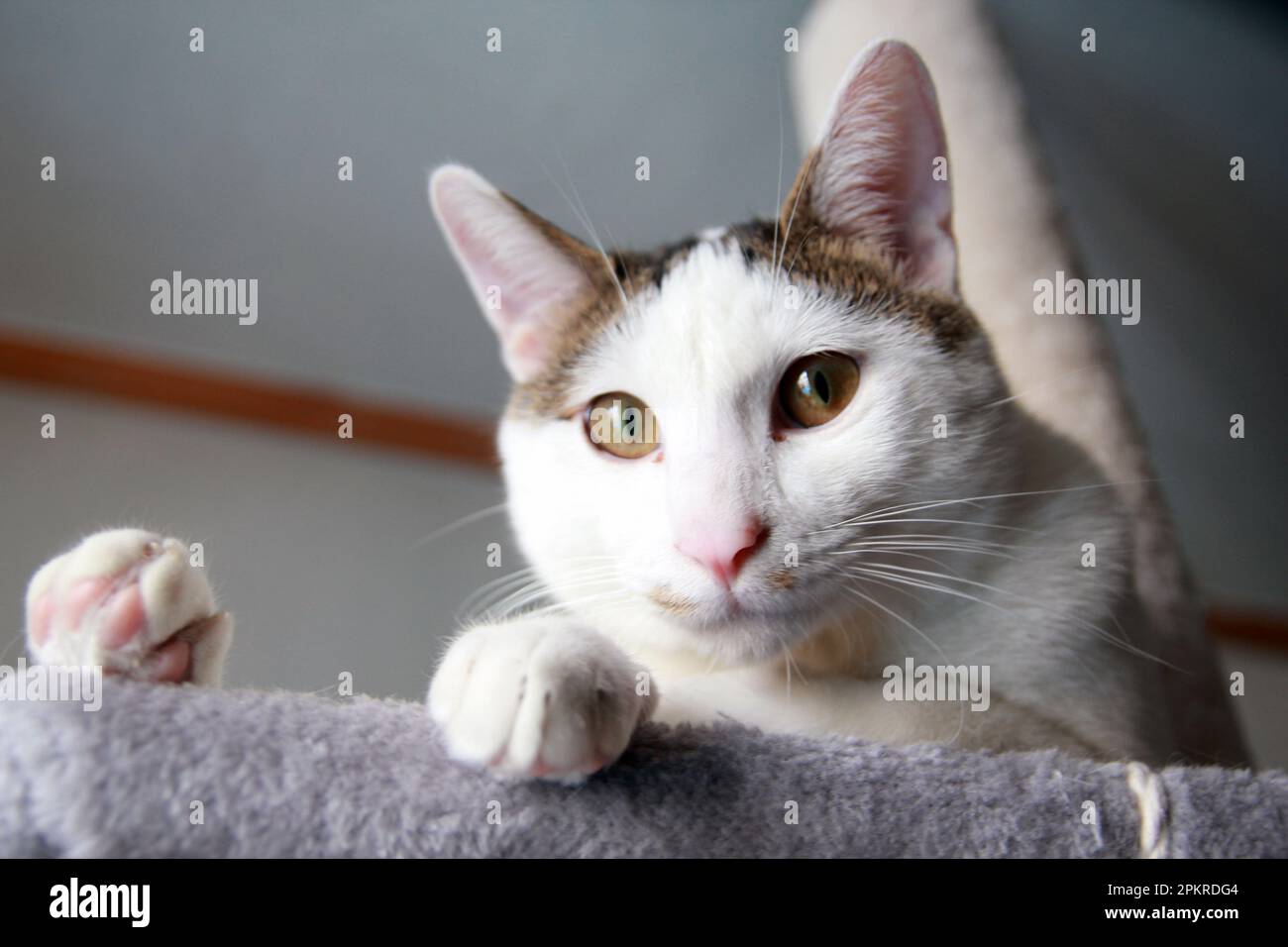 La vita quotidiana di Cat a casa Foto Stock