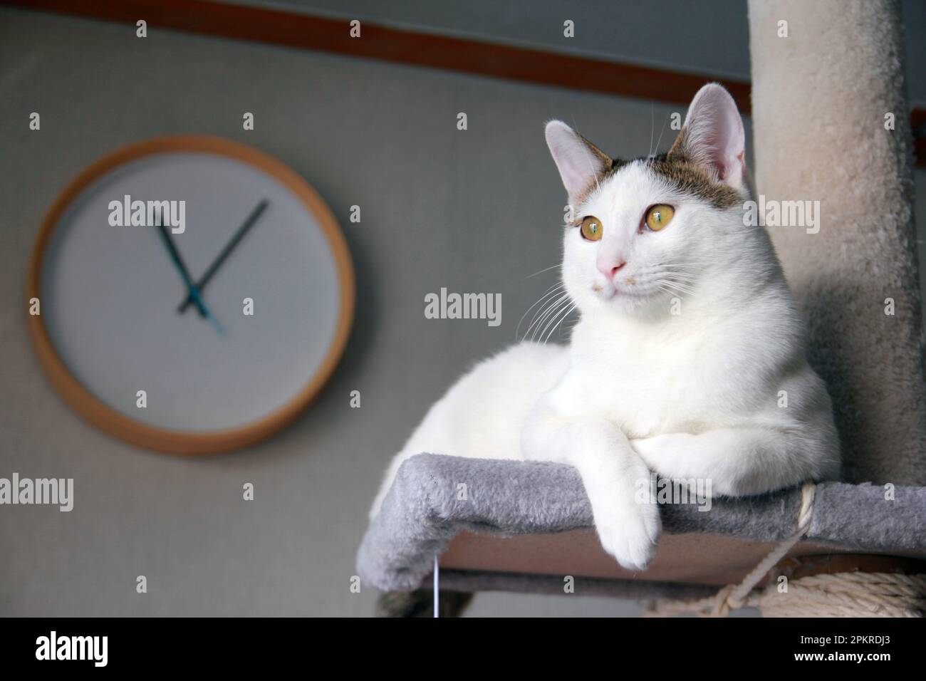 La vita quotidiana di Cat a casa Foto Stock