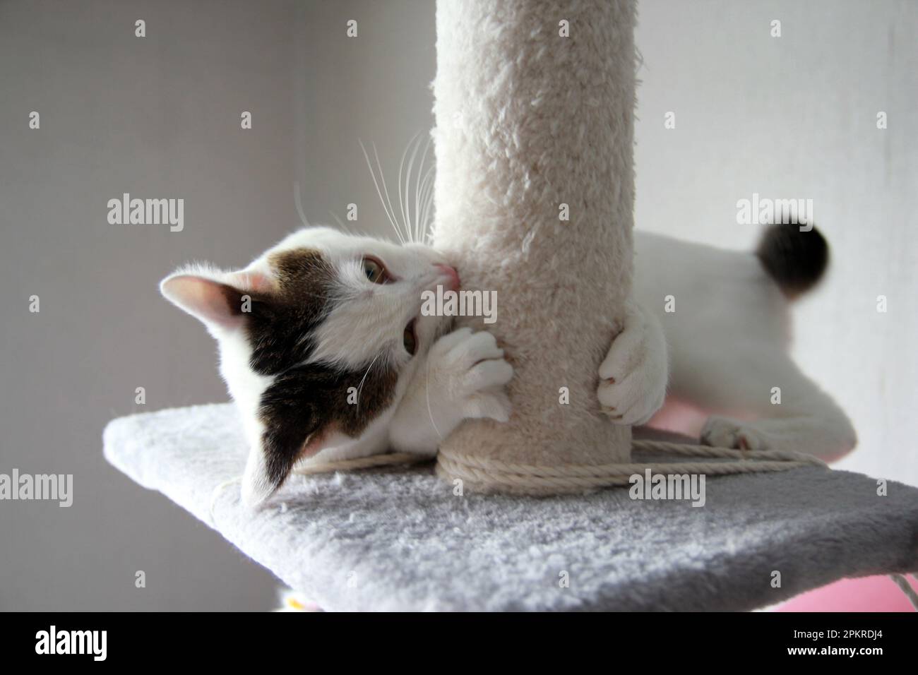 La vita quotidiana di Cat a casa Foto Stock