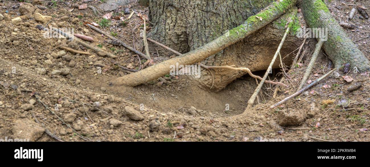 Il badger costruisce sepolcri sotterranei. Nascosto nella foresta sotto un tronco d'albero è una delle molte uscite dal castello di tasso ampiamente ramificato. Foto Stock