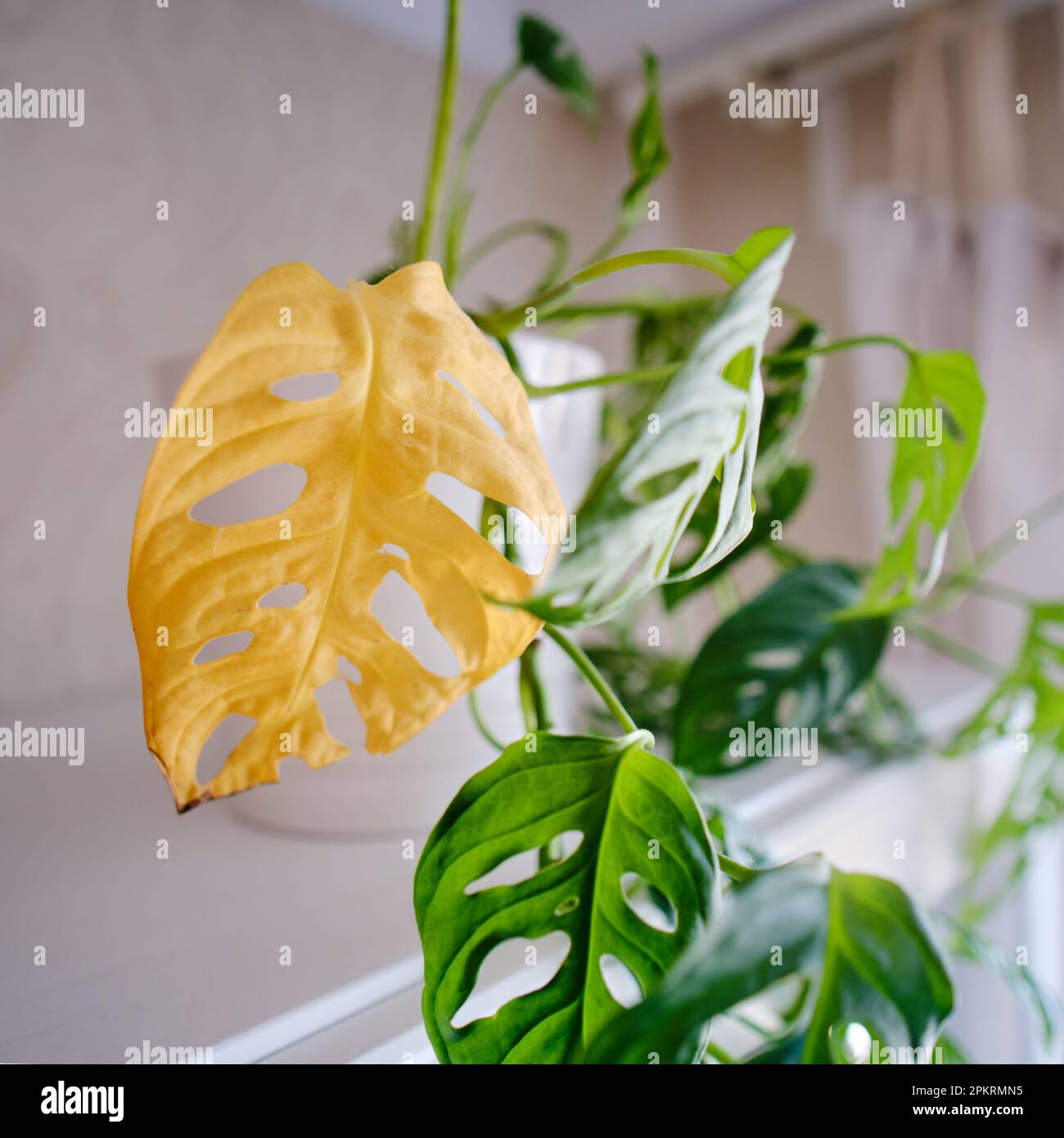 Monstera adansonii con foglie gialle appassite. Monstera maschera scimmia  con la malattia delle piante di casa Foto stock - Alamy