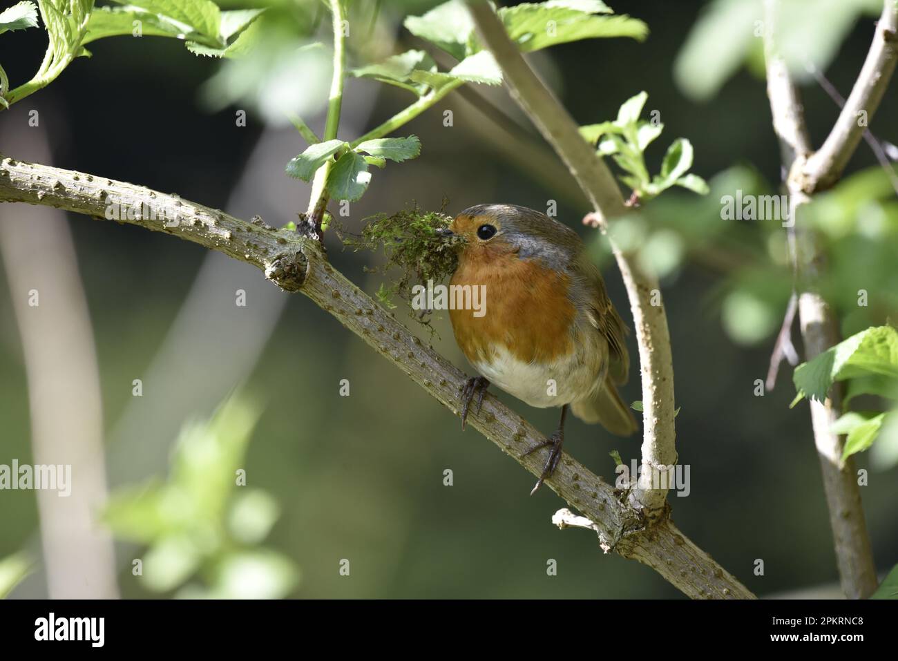 Primo piano immagine a sinistra di un Robin europeo (Erithacus rubecula) appollaiato su un materiale Sunny Branch Holding Nesting nel suo becco, preso nel Regno Unito Foto Stock