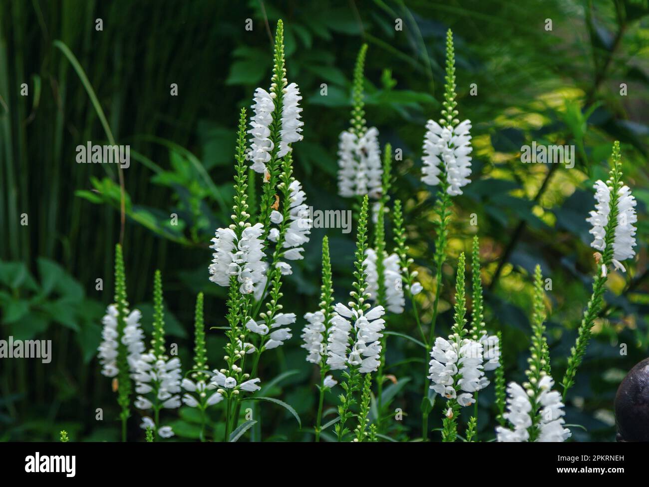 Bella fioritura Physostegia virginiana, la pianta obbediente o falsa testa di dragone che cresce sul prato. Fiori estivi. Foto Stock