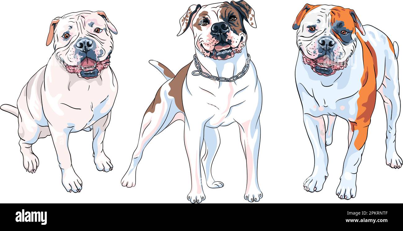 Set vettoriale di schizzi di razza cane American Bulldog, bianco con macchie di marrone e nero Illustrazione Vettoriale