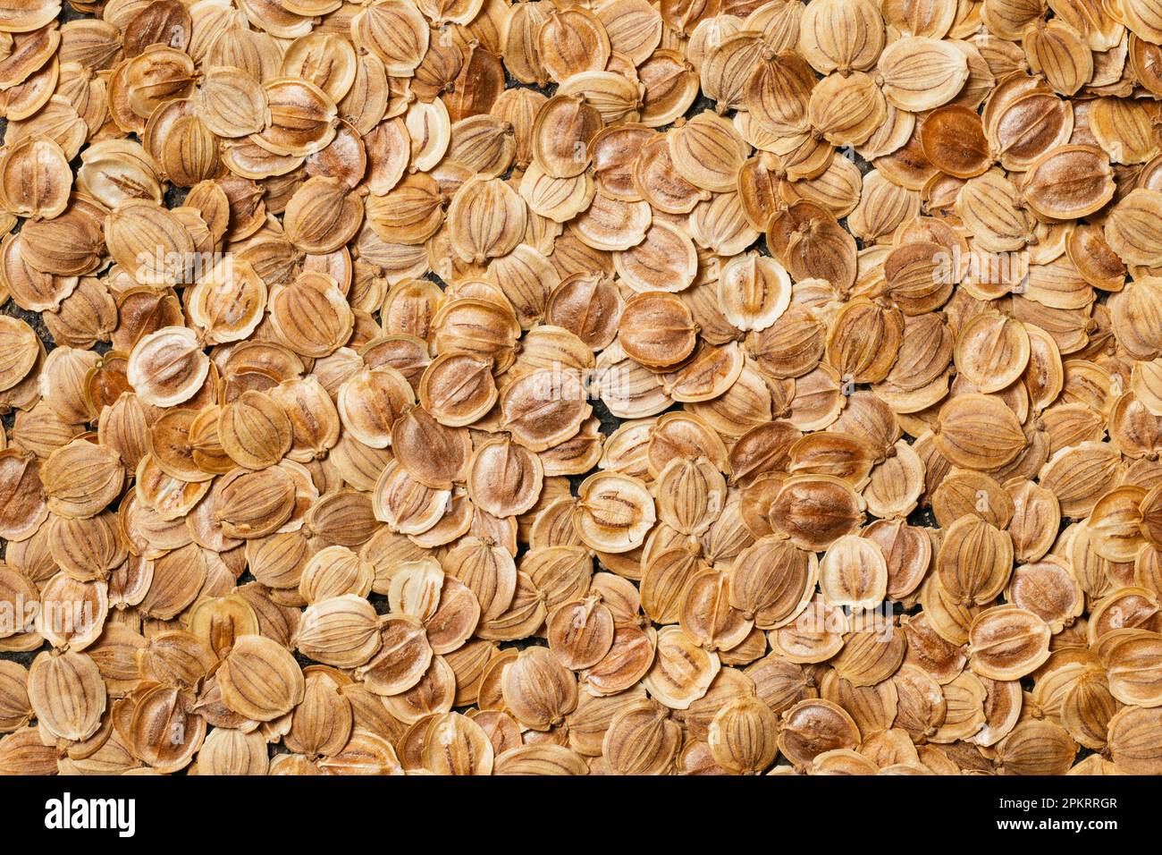 Primo piano dei semi di pastinaca sativa Foto Stock