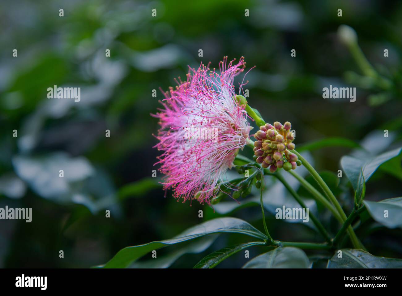 I fiori sono strutture riproduttive di piante responsabili della produzione di semi. Foto Stock