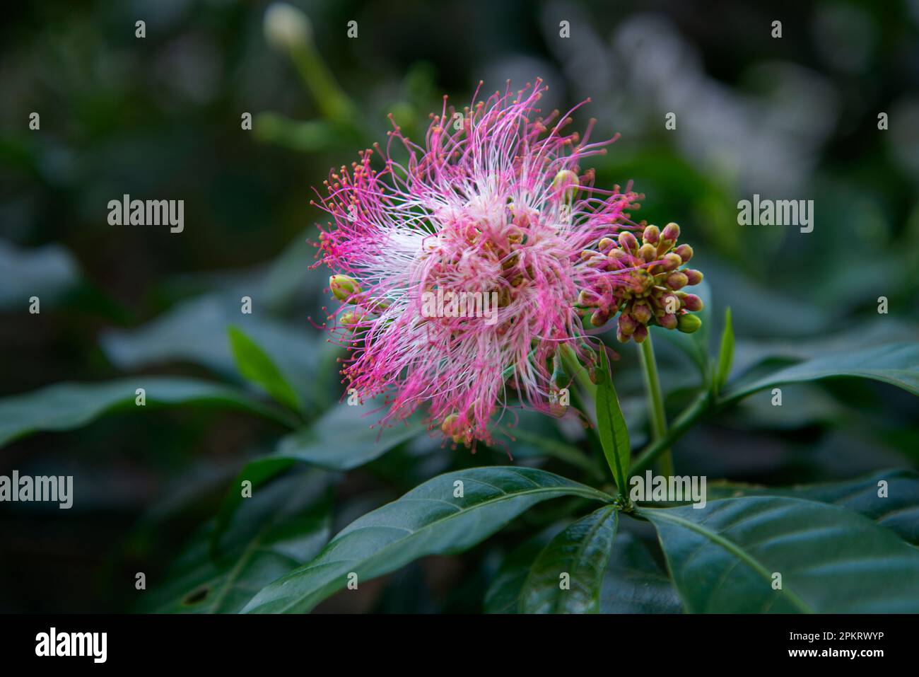 I fiori sono strutture riproduttive di piante responsabili della produzione di semi. Foto Stock
