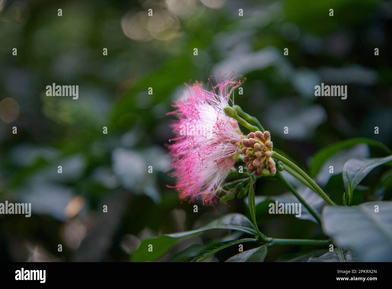 I fiori sono strutture riproduttive di piante responsabili della produzione di semi. Foto Stock