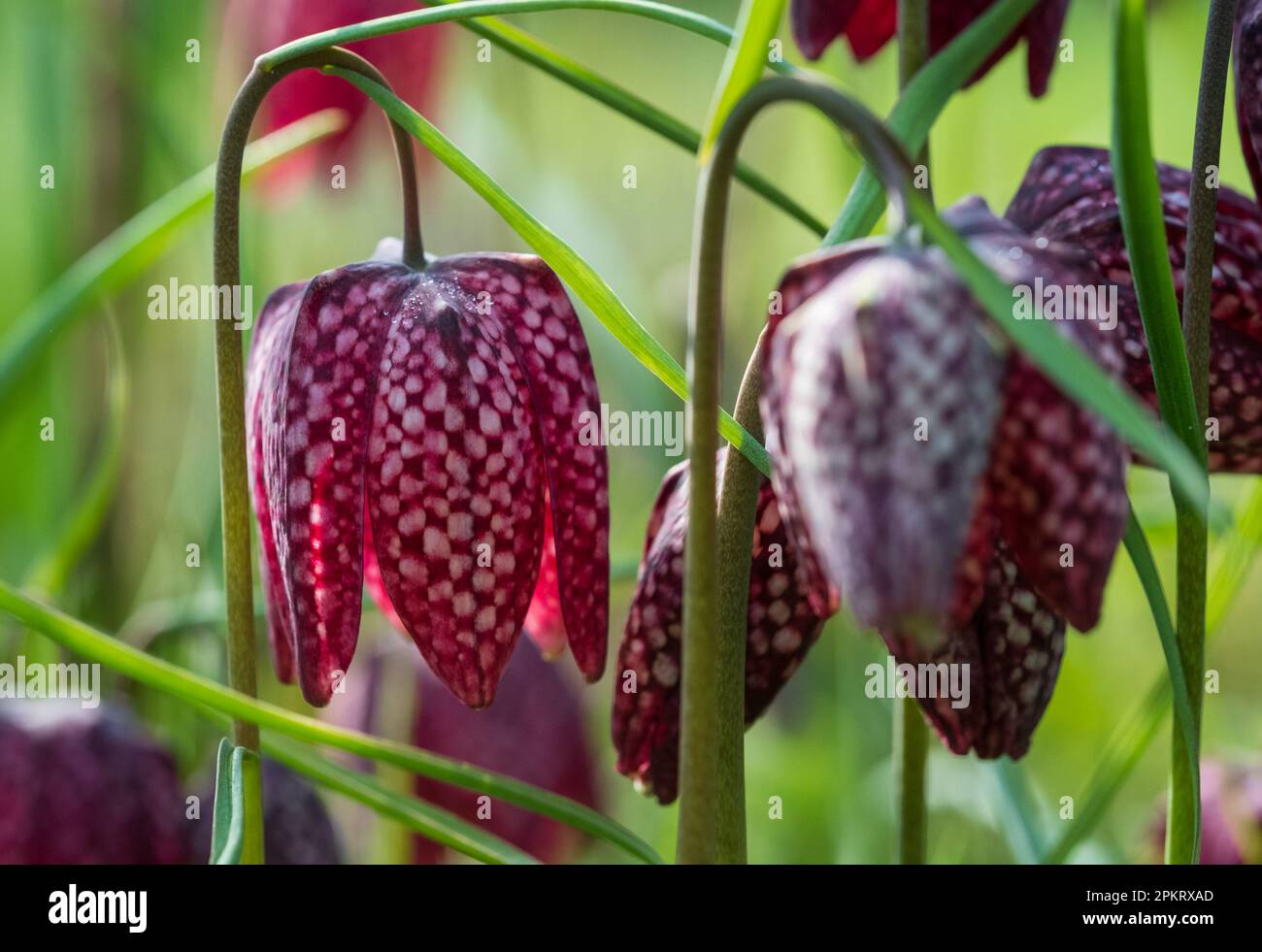 Testa di serpente raro i fiori di melagris del fritillary che crescono selvaggi nell'erba fuori del giardino murato di Eastcote House, London Borough di Hillingdon, Regno Unito. Foto Stock