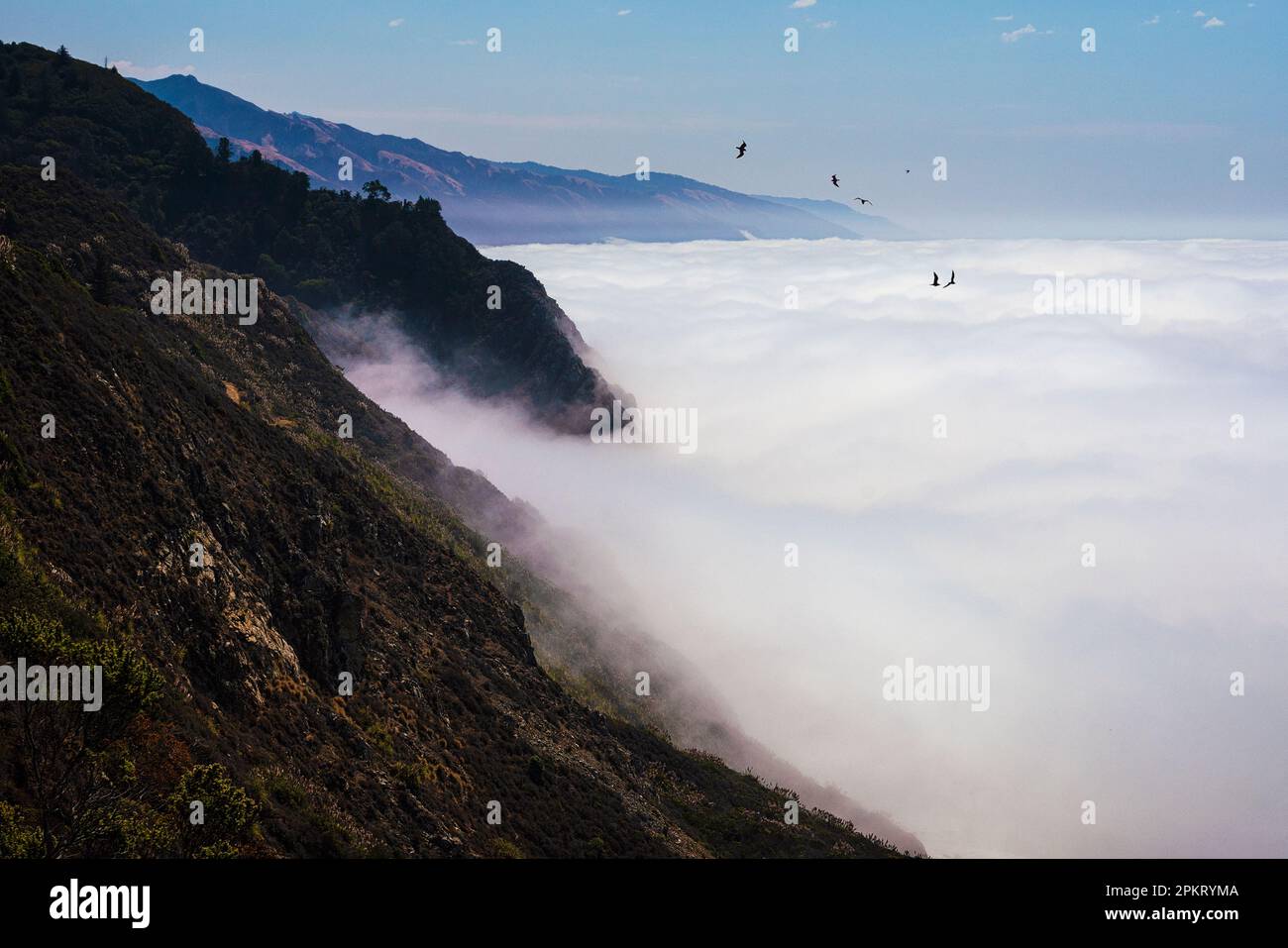 Mattina d'estate nebbiosa lungo la costa del Big sur in California Foto Stock