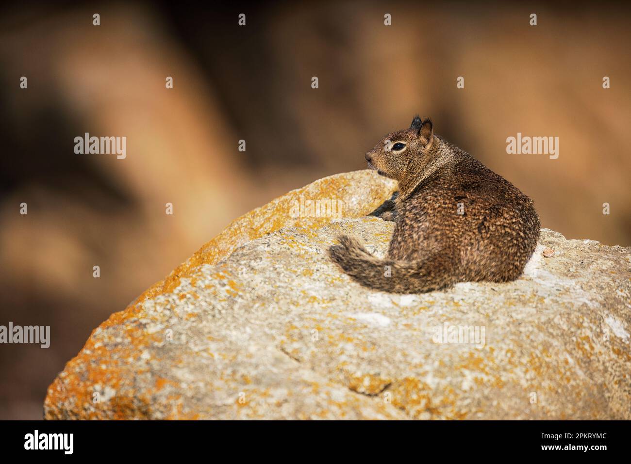 Scoiattolo di terra della California (Otospermophilus beecheyi) anche conosciuto come scoiattolo di terra di Beechey sulla penisola di Monterey in California Foto Stock