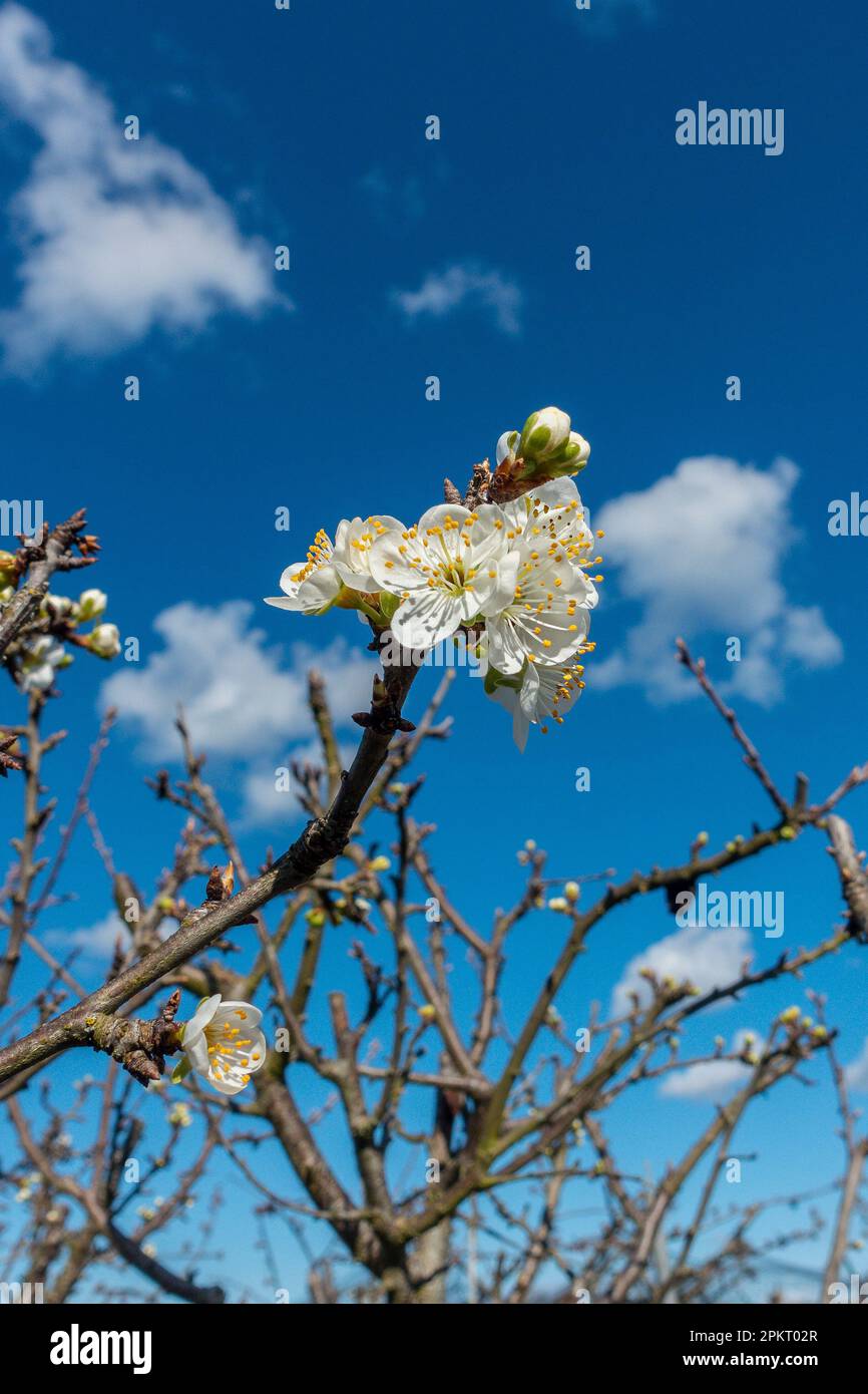 Primo,segni,di,primavera,piombo,albero,fiore,cielo blu,germogli Foto Stock