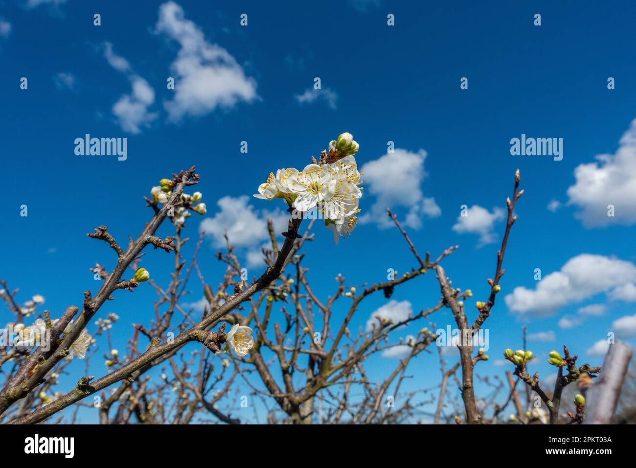 Primo,segni,di,primavera,piombo,albero,fiore,cielo blu,germogli Foto Stock