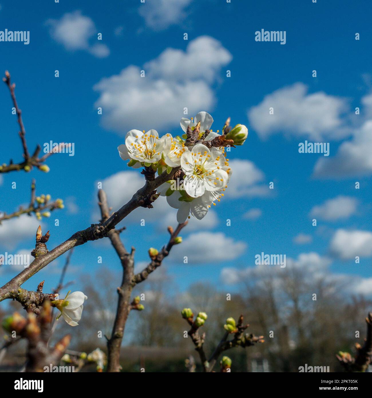 Primo,segni,di,primavera,piombo,albero,fiore,cielo blu,germogli Foto Stock