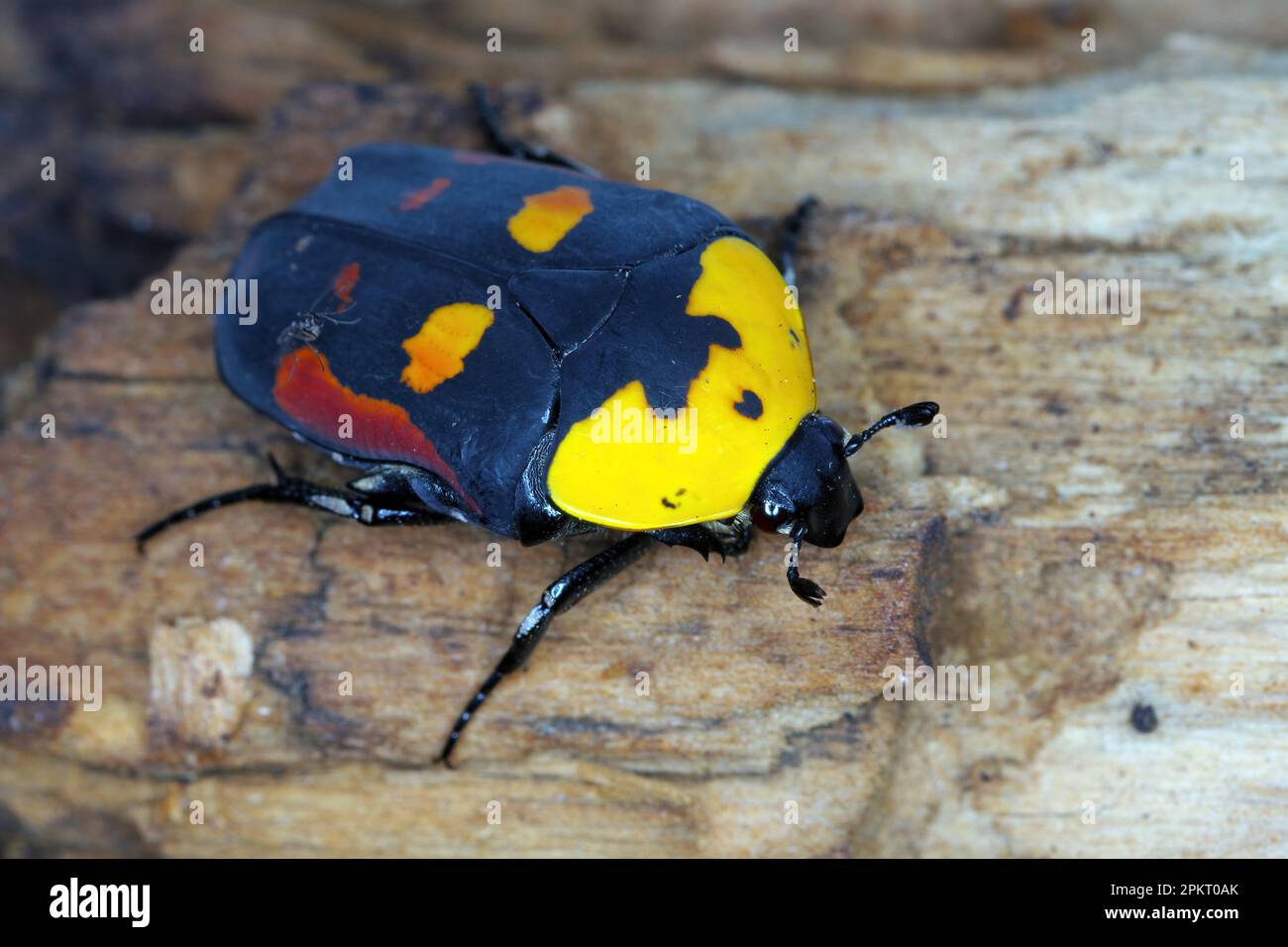 Scarabeo di frutta, Pachnoda iskuulka (Scarabaeidae). Un bel coleottero spesso allevato da appassionati appassionati di terrari. Foto Stock