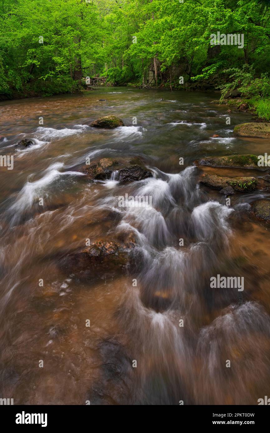 Colore primaverile lungo il fiume Middle Patuxent nella contea di Howard, Maryland Foto Stock