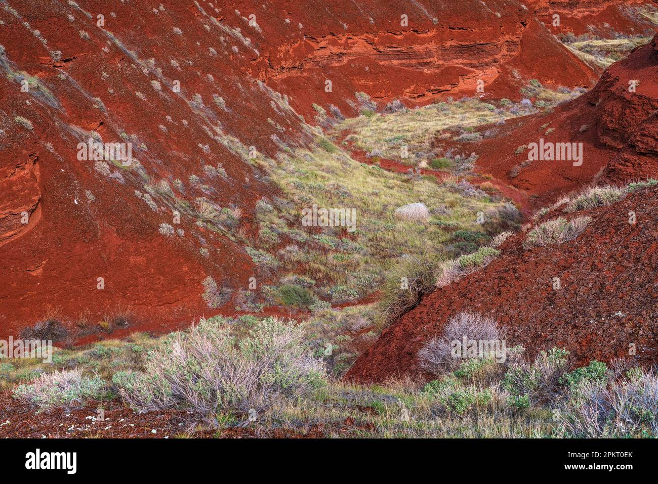 Flora e geologia colorate nella Castle Valley vicino a Moab, Utah Foto Stock