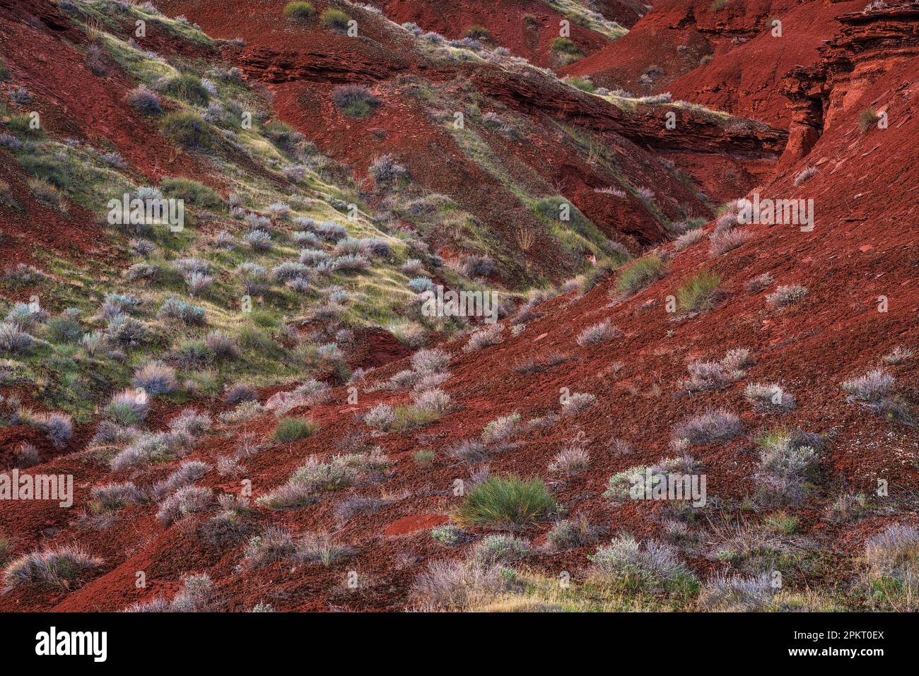 Flora e geologia colorate nella Castle Valley vicino a Moab, Utah Foto Stock