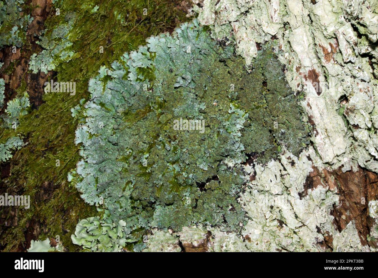 La Parmelia sulcata è un lichene folioso comune che si trova principalmente sugli alberi. È molto tollerante all'inquinamento e ha una distribuzione cosmopolita. Foto Stock