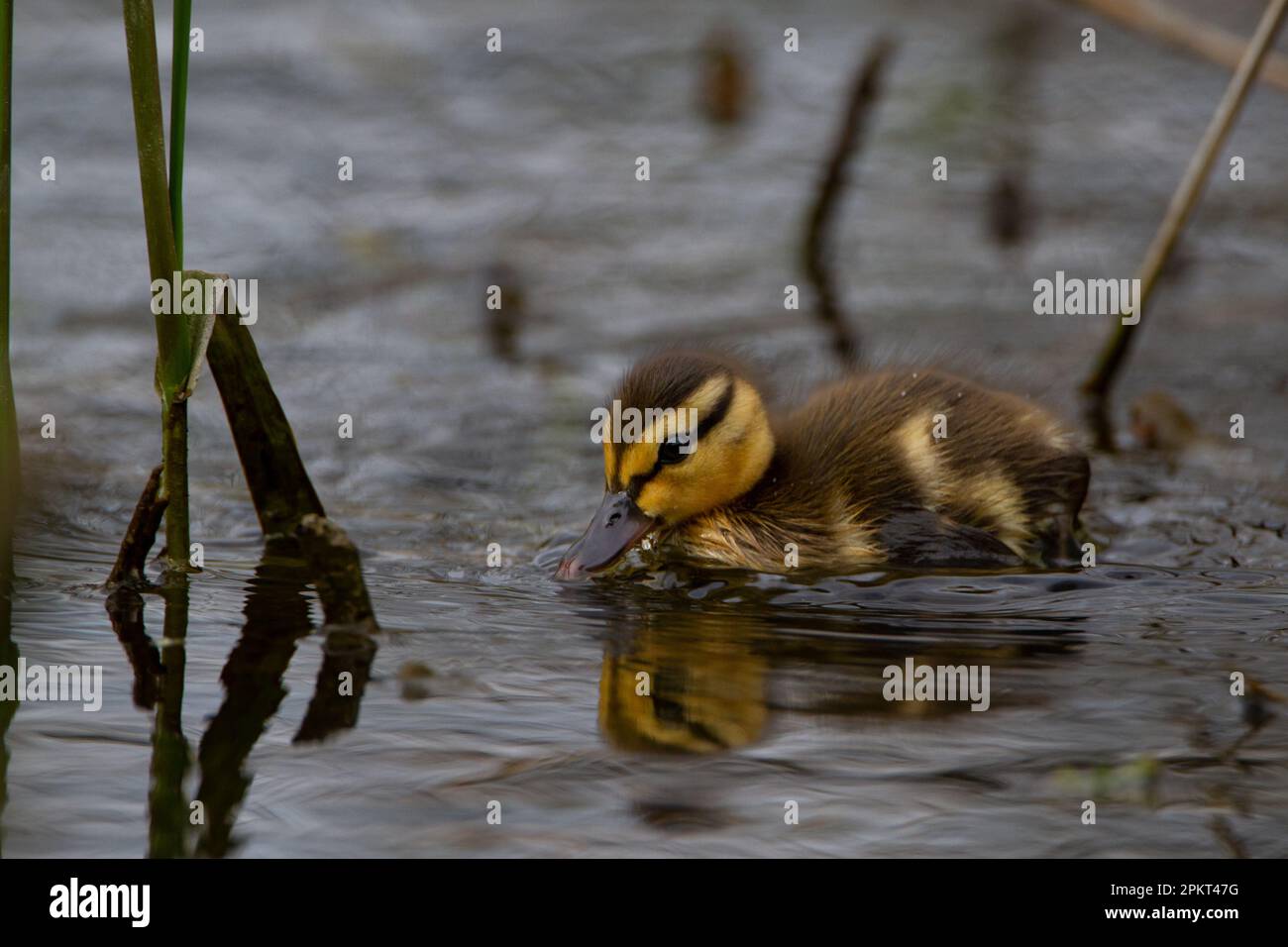 Domenica di Pasqua Rani Foto Stock
