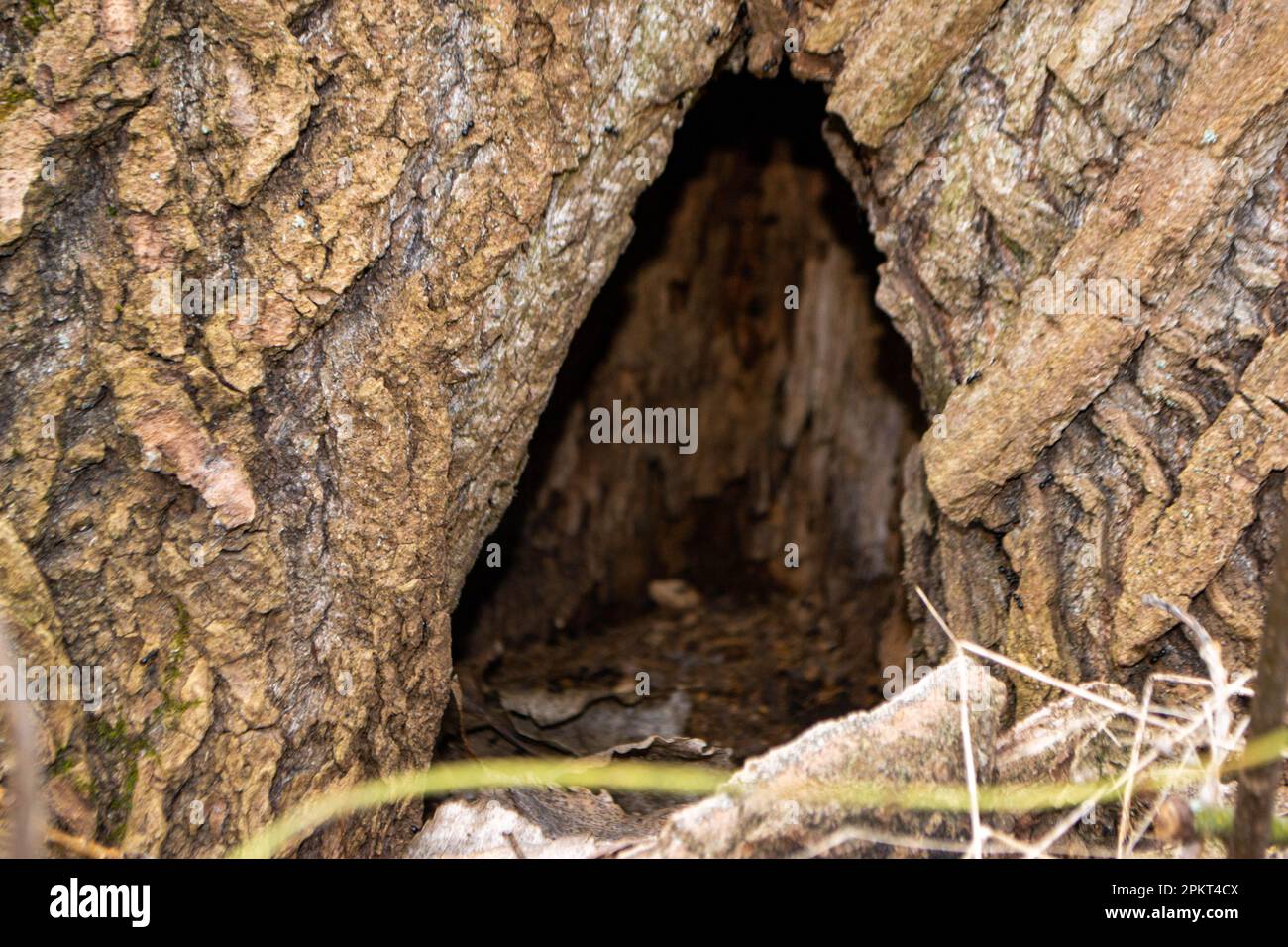 Un primo piano di un tronco d'albero con un pezzo di legno che ha la parola legno su di esso. Foto di alta qualità Foto Stock