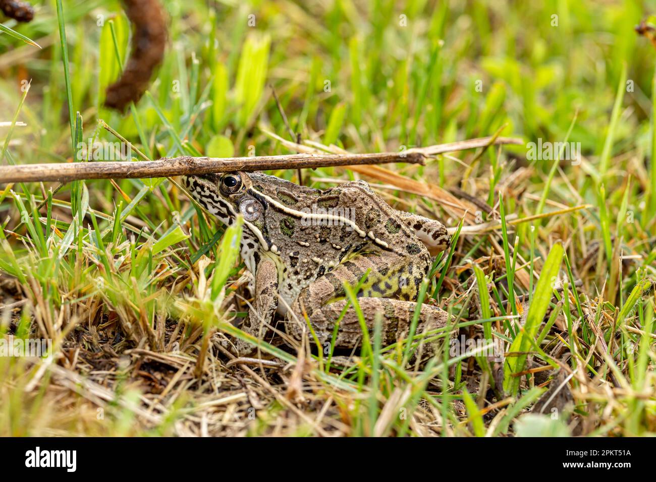 Rana del leopardo meridionale in erba. Conservazione della fauna selvatica, perdita di abitudine e conservazione della natura concetto. Foto Stock