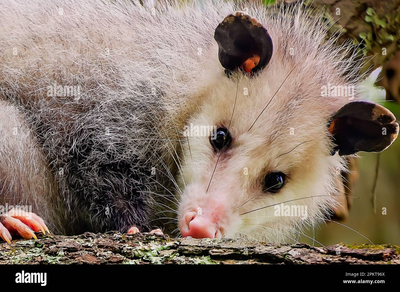 Una femmina Virginia Opossum (Dedelphis virginiana), che trasporta i bambini nel suo sacchetto, accovacciandosi in un albero, 9 aprile 2023, a Coden, Alabama. Il Foto Stock