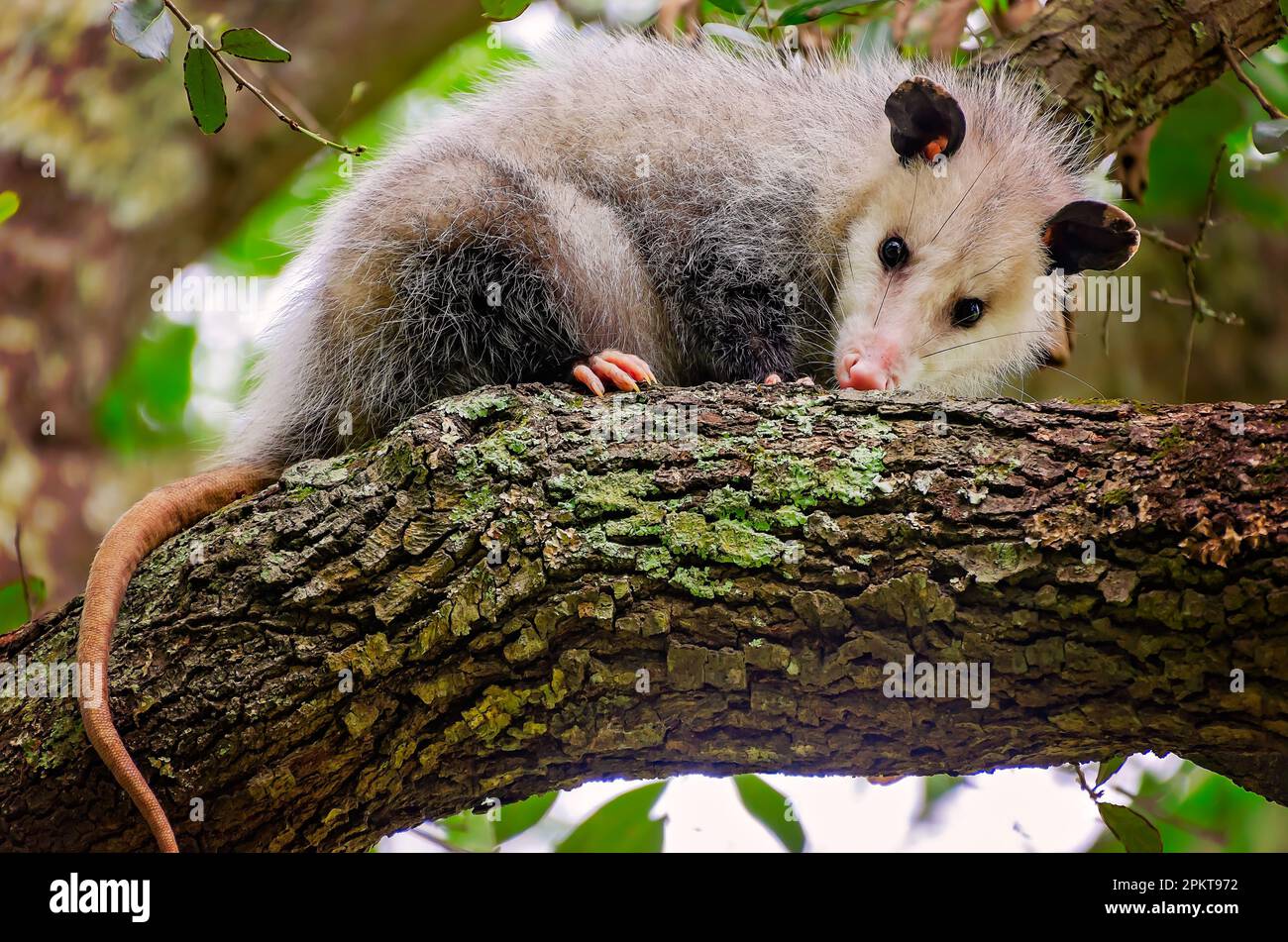 Una femmina Virginia Opossum (Dedelphis virginiana), che trasporta i bambini nel suo sacchetto, accovacciandosi in un albero, 9 aprile 2023, a Coden, Alabama. Il Foto Stock