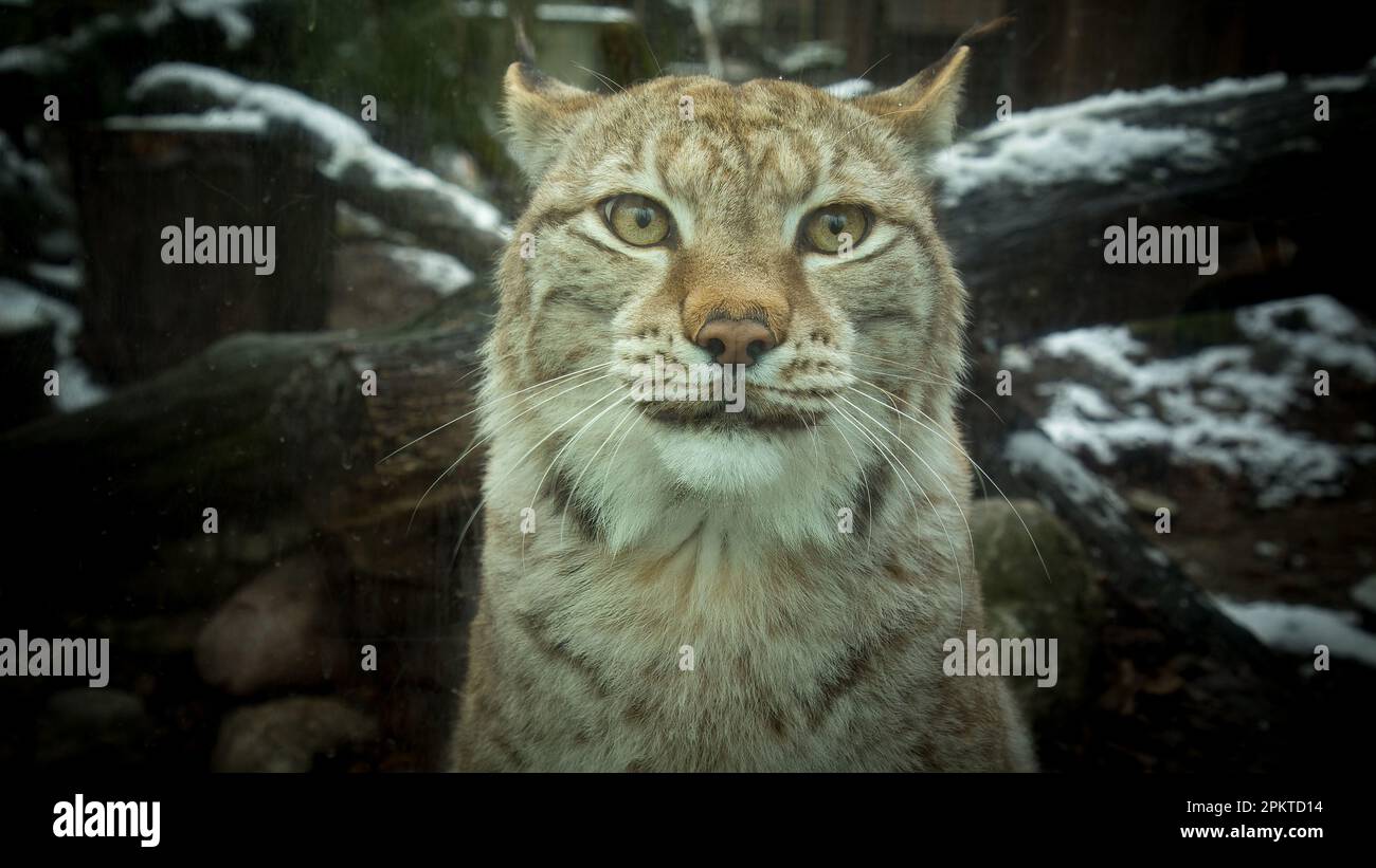 La lynx eurasiatica (Lynx lynx) è un gatto di medie dimensioni originario dell'Europa e della Siberia Foto Stock