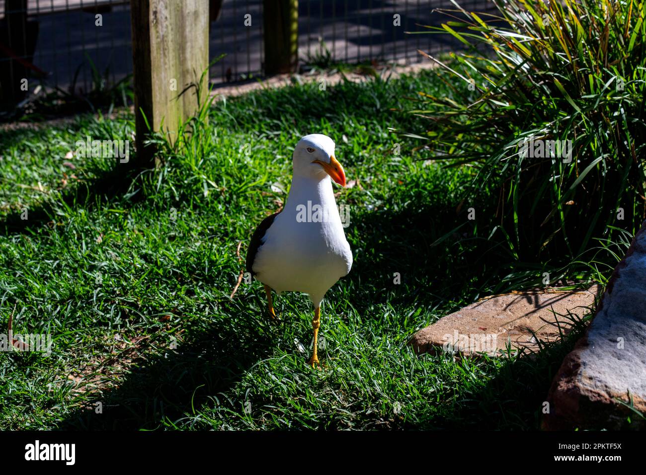 Un gabbiano del Pacifico (Larus pacificus) in un Parco Naturale di Sydney, nuovo Galles del Sud (NSW), Australia (Foto di Tara Chand Malhotra) Foto Stock