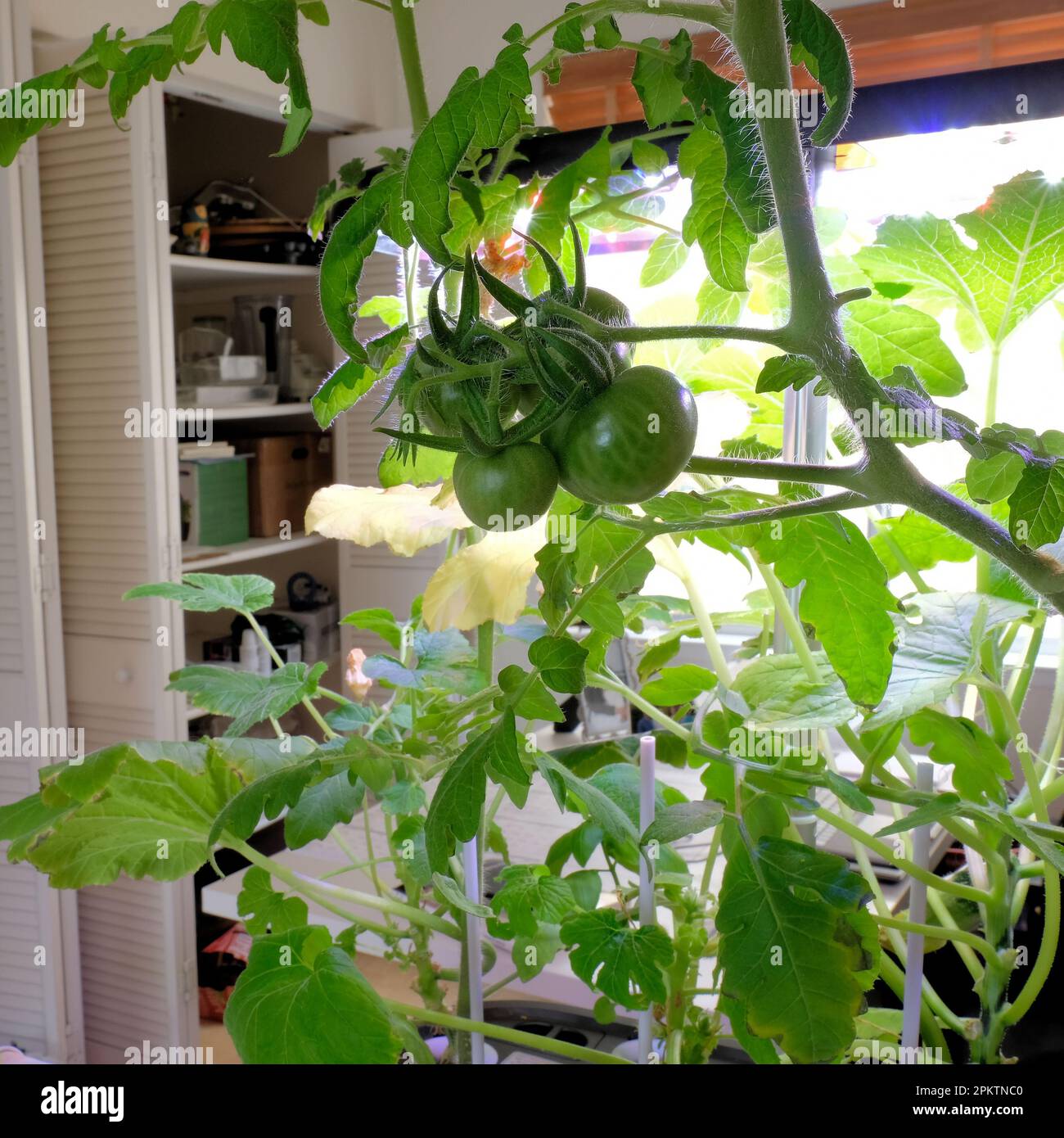 Coltivazione di pomodori all'interno in un giardino interno hydroponic casa coltivazione di verdure hydroponics; vegetazione interna e piante; ciliegia e pomodoro d'uva. Foto Stock