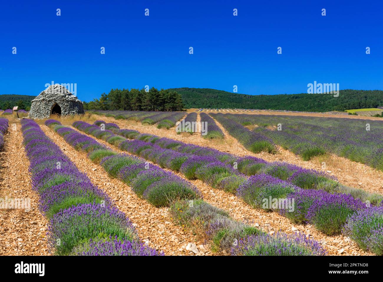 Borie rifugio nel mezzo di file di lavanda Foto Stock