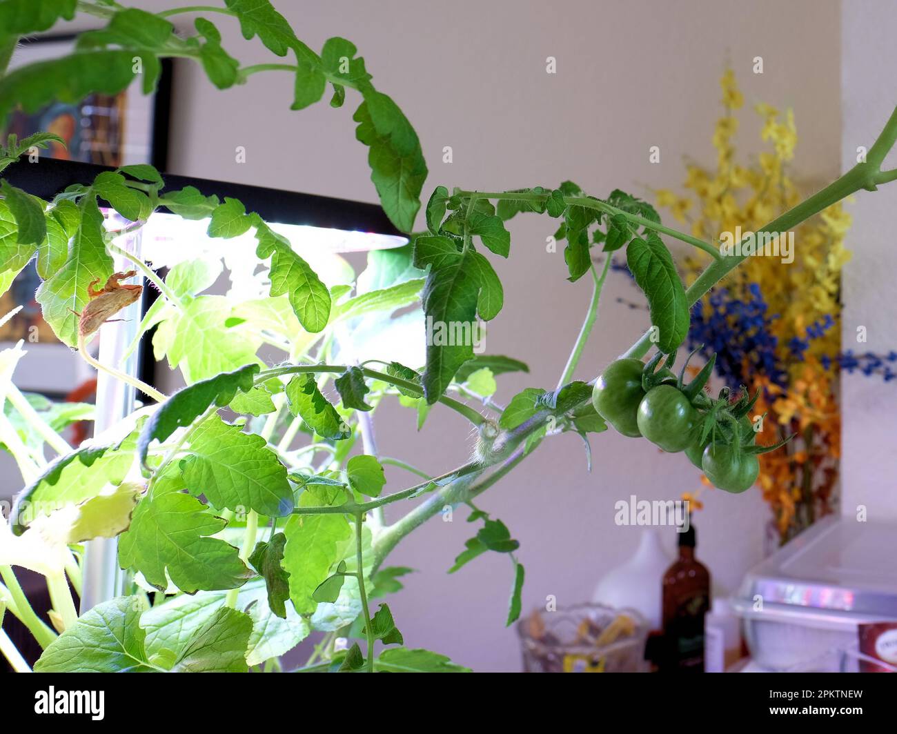 Coltivazione di pomodori all'interno in un giardino interno hydroponic casa coltivazione di verdure hydroponics; vegetazione interna e piante; ciliegia e pomodoro d'uva. Foto Stock