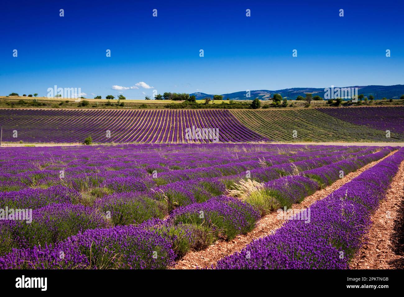 File di cespuglio di lavanda prendendo forme del terreno Foto Stock