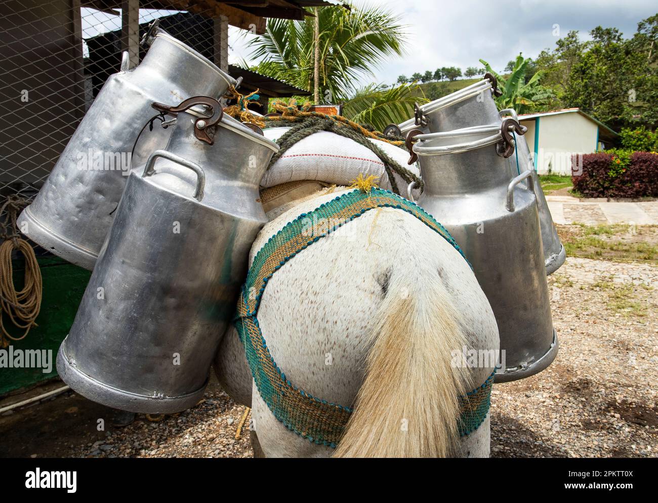 Cavallo con lattine di latte crudo di vacca - trasporto tradizionale del contadino colombiano Foto Stock